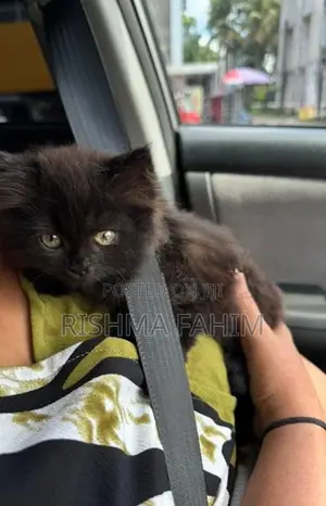 Persian Kitten