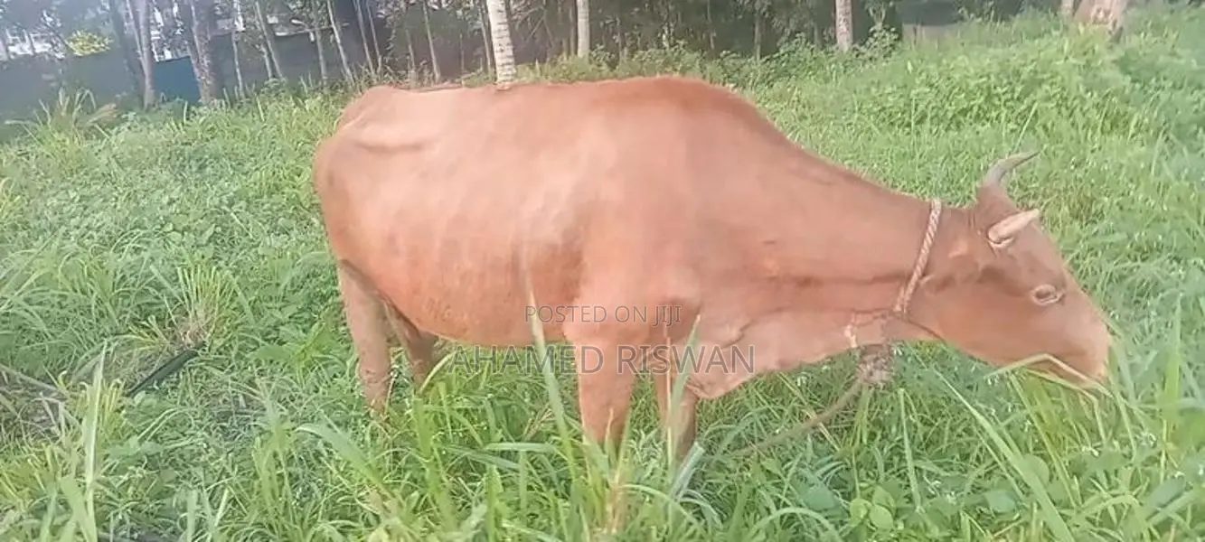 Jersey Cow