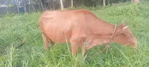 Jersey Cow