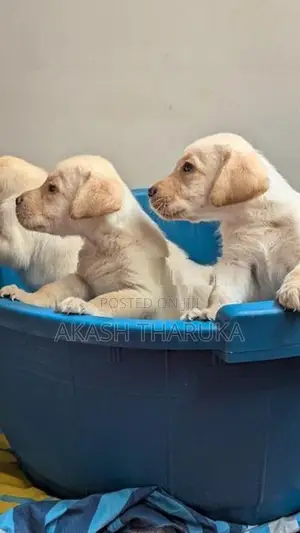 Labrador Retriever Puppies (male/female)