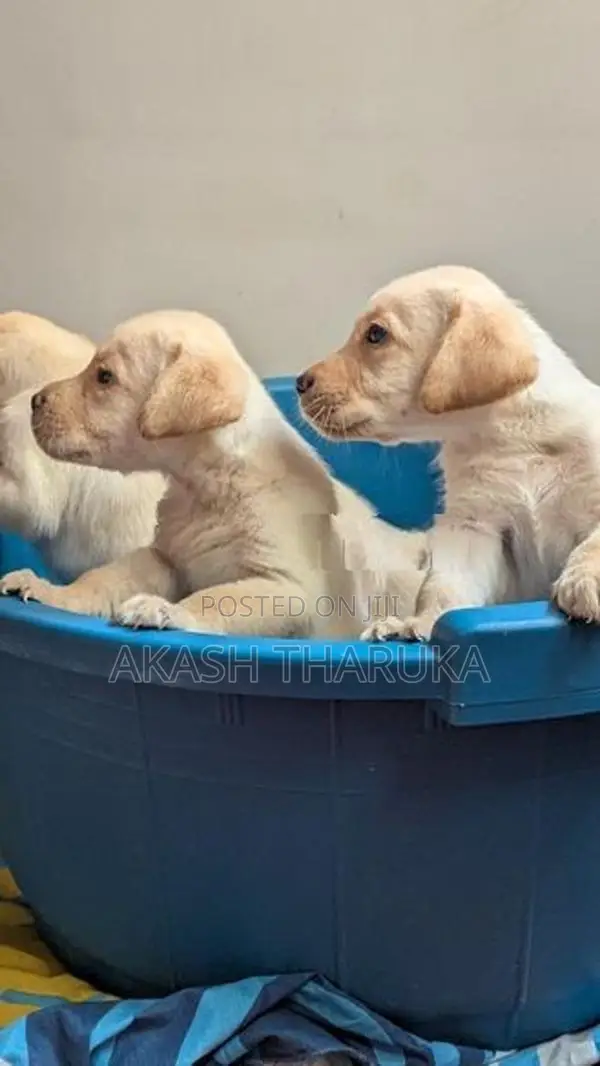 Labrador Retriever Puppies (male/female)