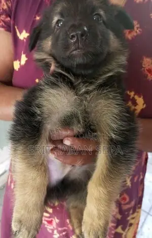 German Shepherd Puppies
