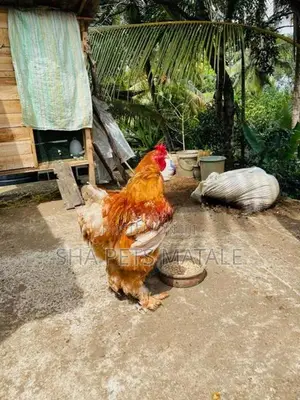 Brahma Chicken