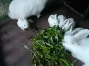 Angora Rabbits