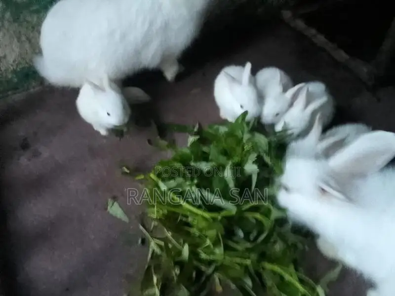 Angora Rabbits