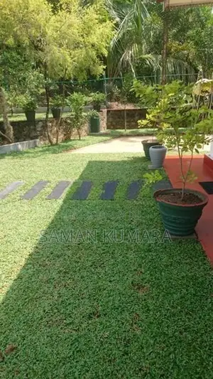 Malaysian Grass