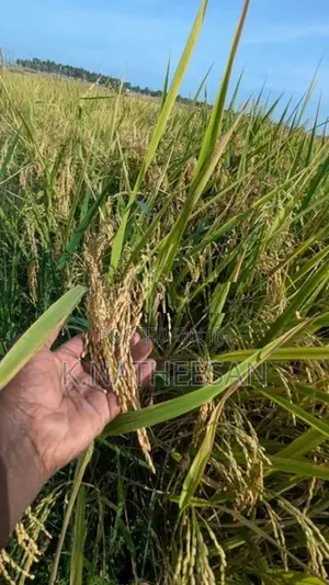 Paddy seeds
