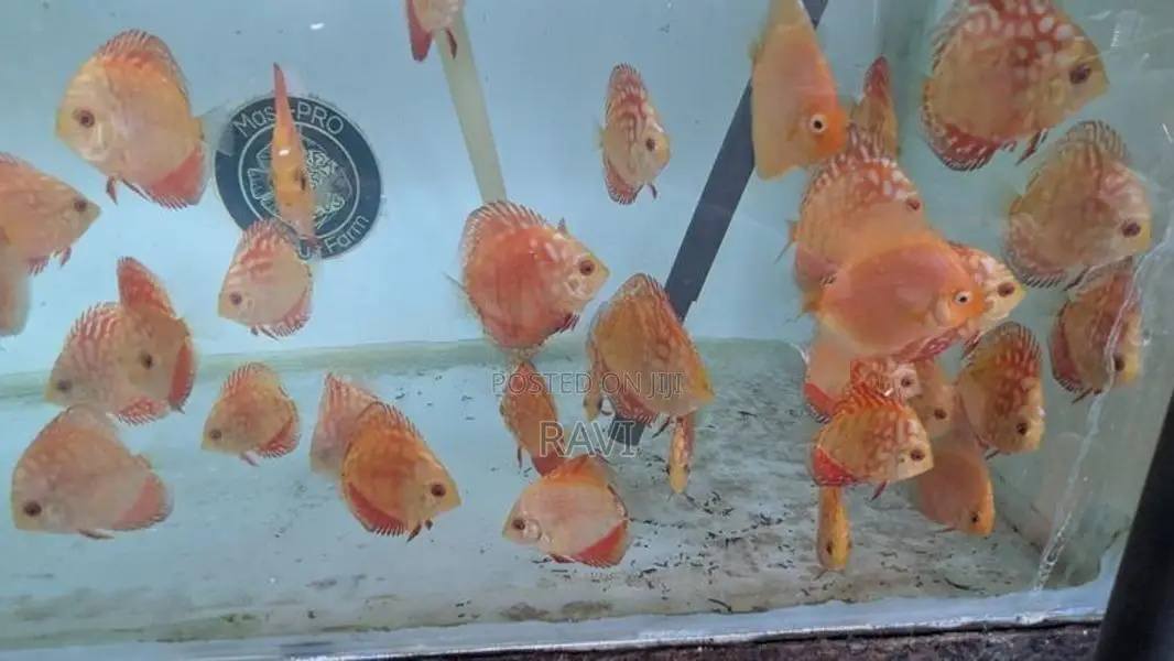 Discus Fish