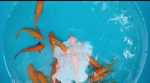 PLATINUM SL KOI