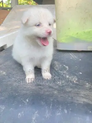 Lion pomeranian