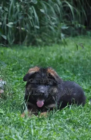 German Shepherd Long Coat Puppies