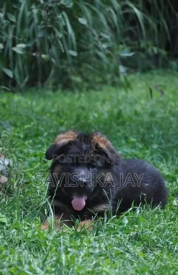 German Shepherd Long Coat Puppies