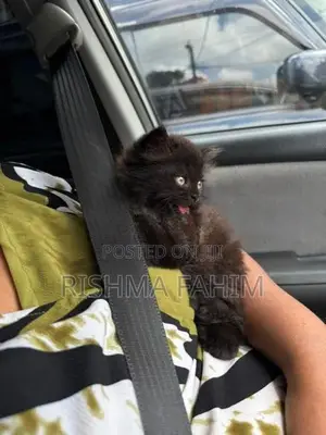 Persian Kitten