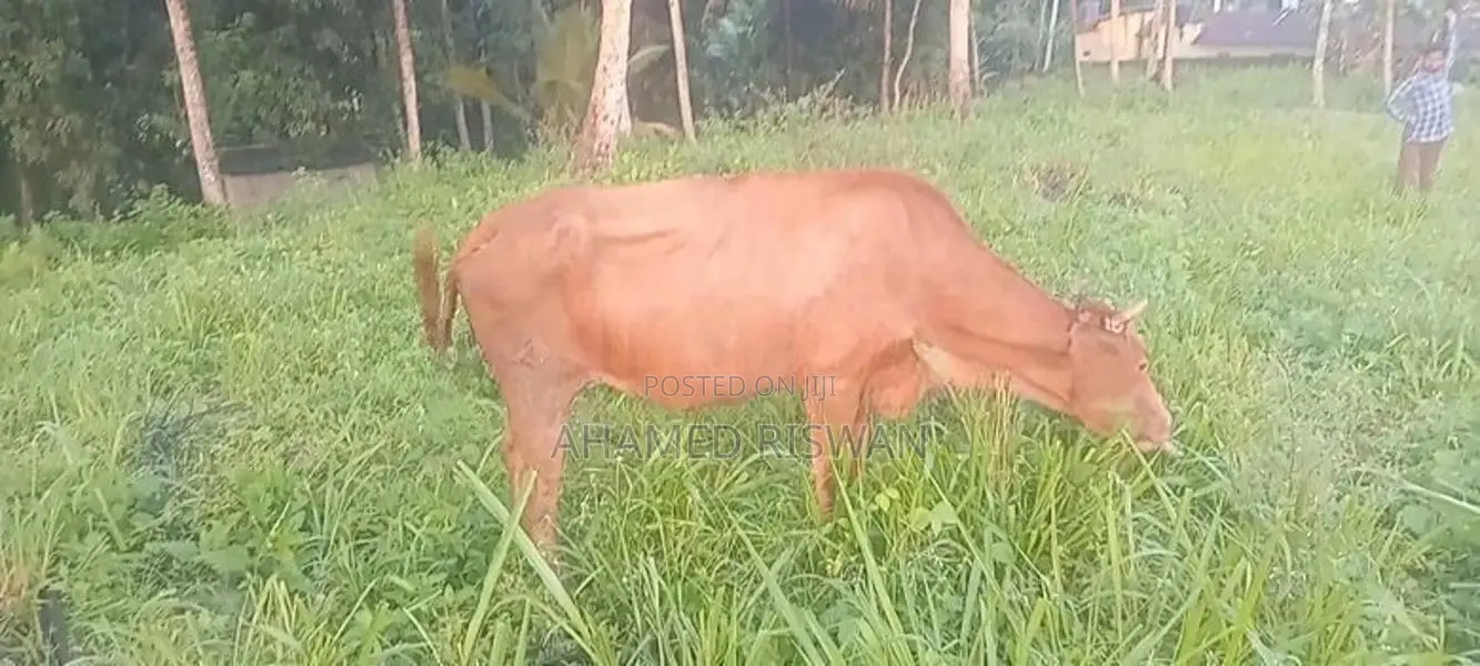 Jersey Cow