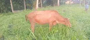 Jersey Cow