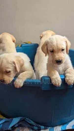 Labrador Retriever Puppies (male/female)