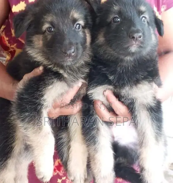 German Shepherd Puppies