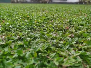 Malaysian Grass