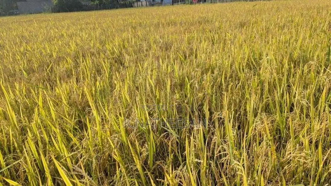 Paddy seeds