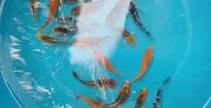 PLATINUM SL KOI