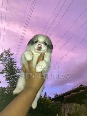 Lion pomeranian