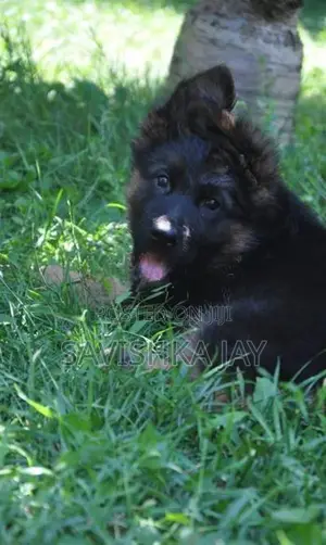 German Shepherd Long Coat Puppies