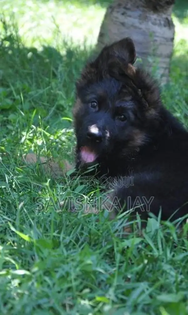 German Shepherd Long Coat Puppies