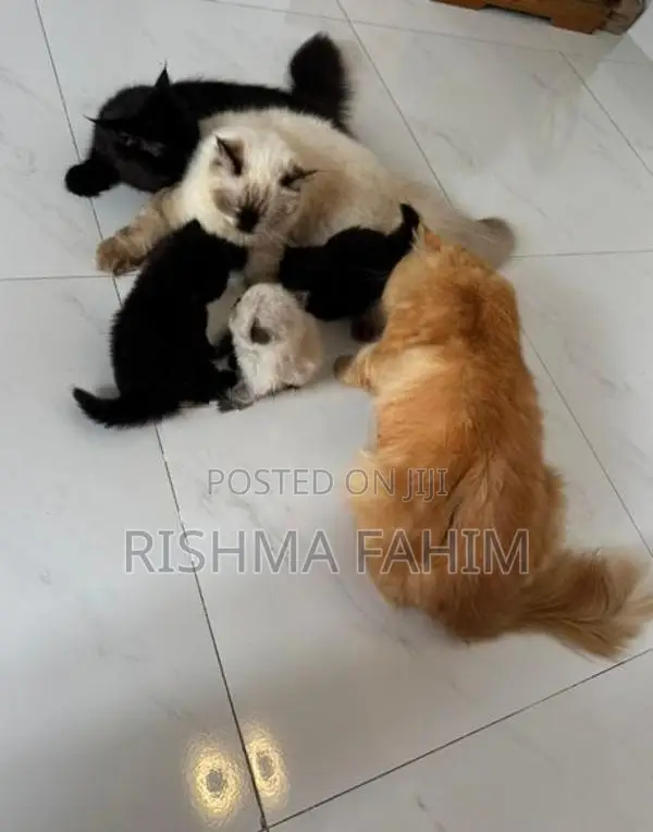 Persian Kitten