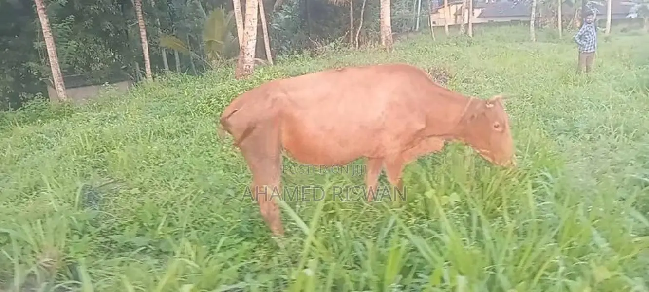 Jersey Cow