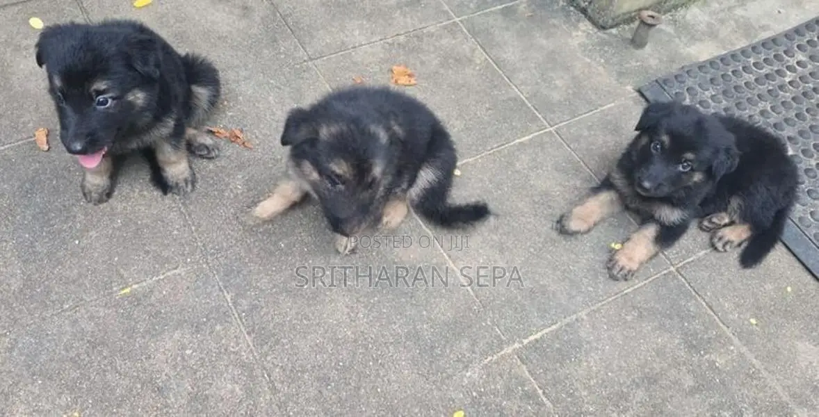 German Shepherd Puppies
