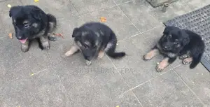 German Shepherd Puppies