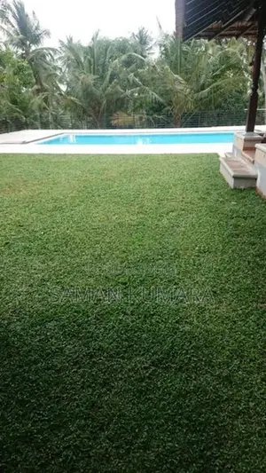 Malaysian Grass