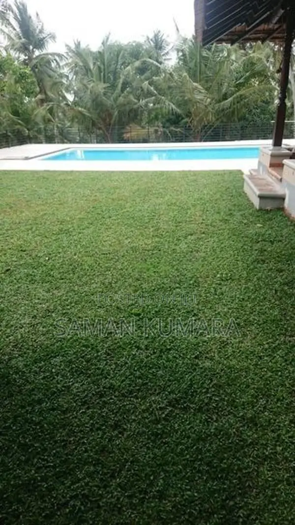 Malaysian Grass