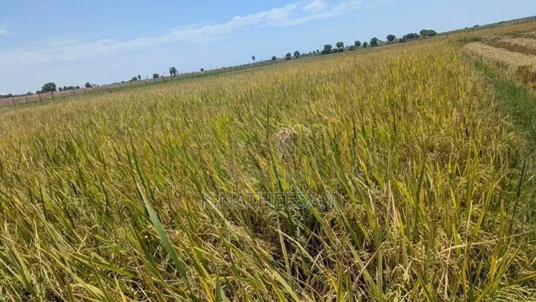 Paddy seeds