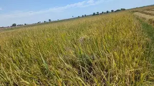 Paddy seeds