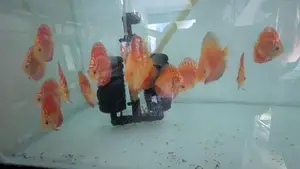 Discus Fish