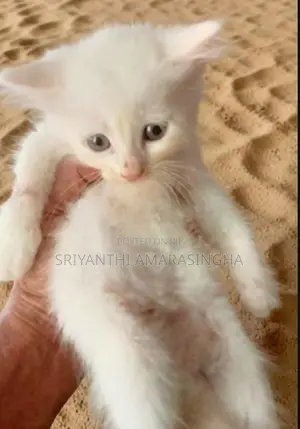 පර්සියන් බළලුන්