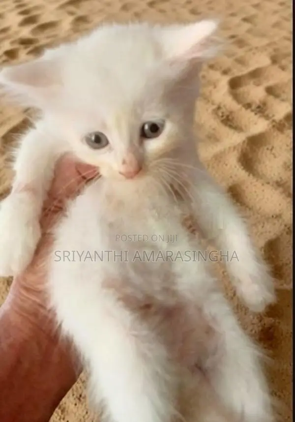 පර්සියන් බළලුන්