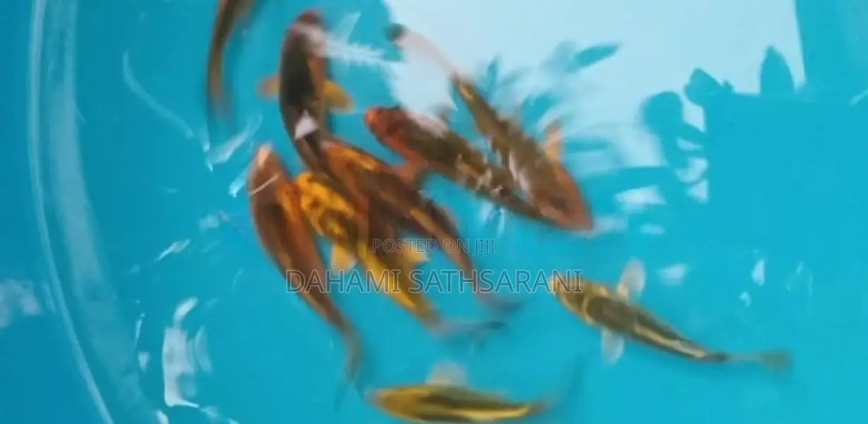 PLATINUM SL KOI