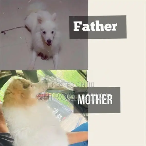 Lion pomeranian