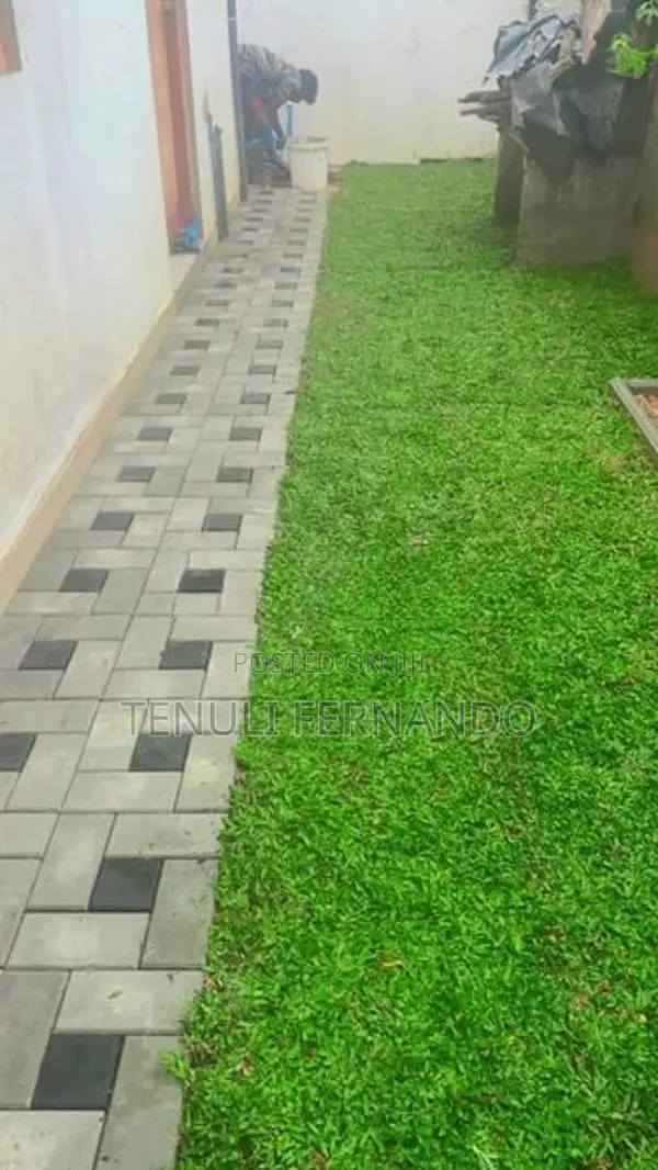 Malaysian Quality Grass