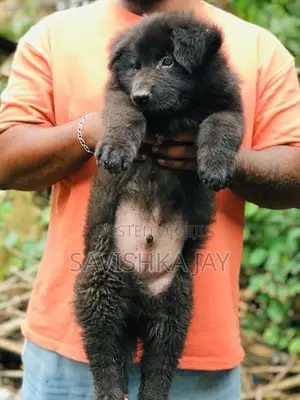 German Shepherd Long Coat Puppies