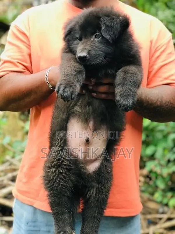 German Shepherd Long Coat Puppies
