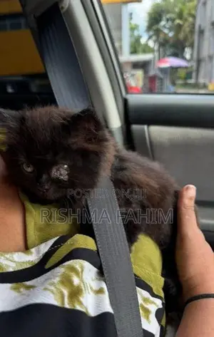 Persian Kitten