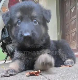German Shepherd Puppies