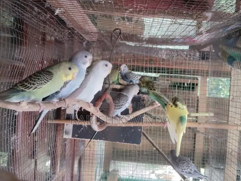 Love Birds