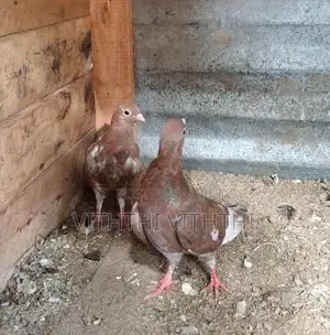 Pigeons