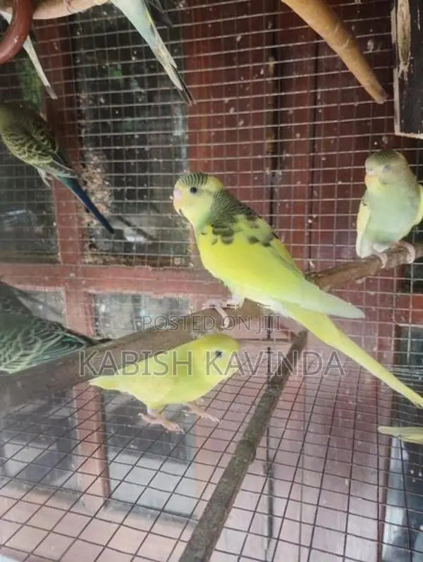 Love Birds