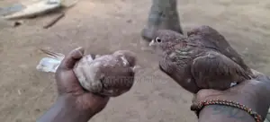 Pigeons