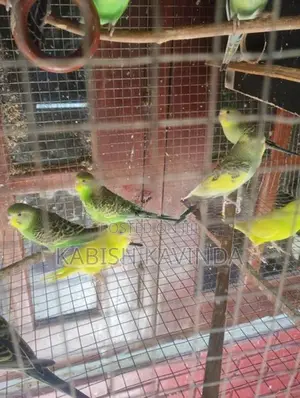 Love Birds